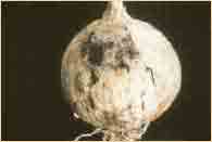 Cebollas con Aspergilles