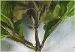 Phytophtora da&ntilde;os tallo