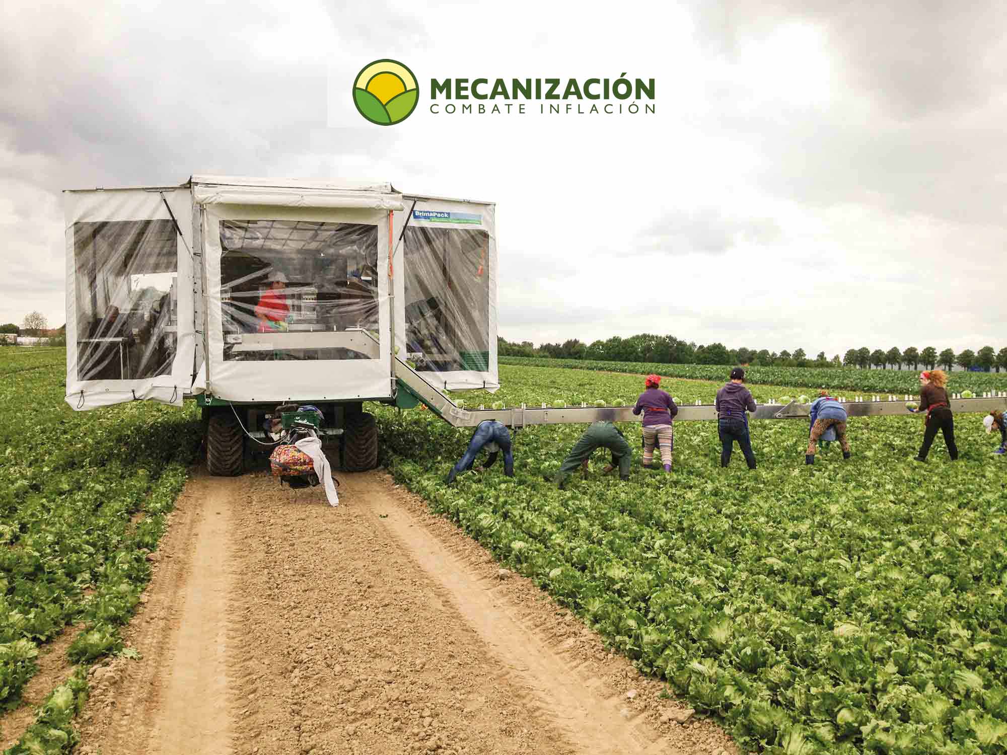 Vegetables harvesting systems, cleaning, weighing and packing done in the field