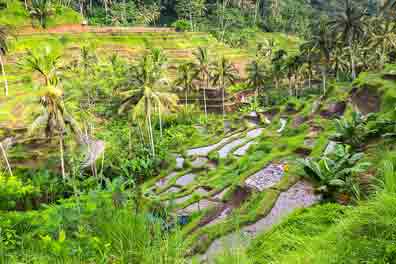 El modelo de agricultura sostenible de Bali.